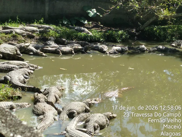 Mesmo com a suspensão das atividades, os animais continuaram se reproduzindo; fiscalização do Ibama constatou nascimentos