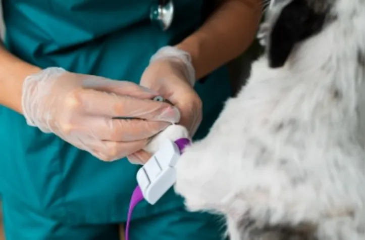 Imagem ilustrativa da imagem Junho Vermelho: doação de sangue entre pets tem baixa visibilidade
