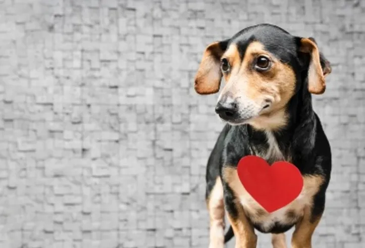 Imagem ilustrativa da imagem Junho Vermelho: doação de sangue entre pets tem baixa visibilidade