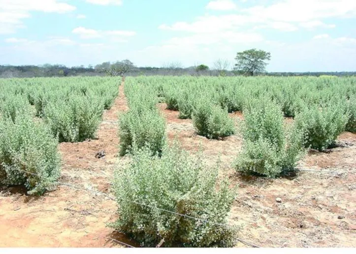 Os microrganismos foram isolados das raízes da erva-sal, planta naturalmente adaptada à salinidade e utilizada na fitorremediação de solos salinos