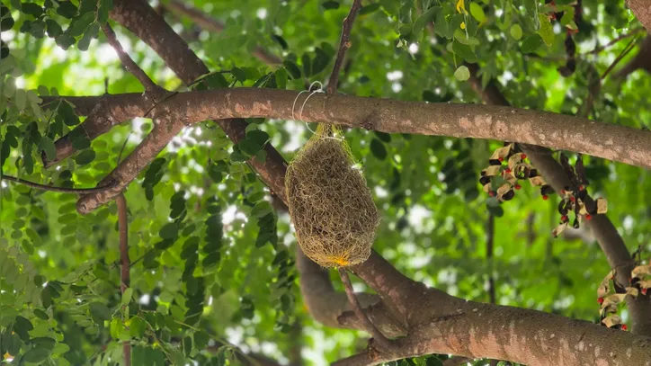 Imagem ilustrativa da imagem Parceria entre Arapiraca e USP usa plantas como bioindicadores de poluição