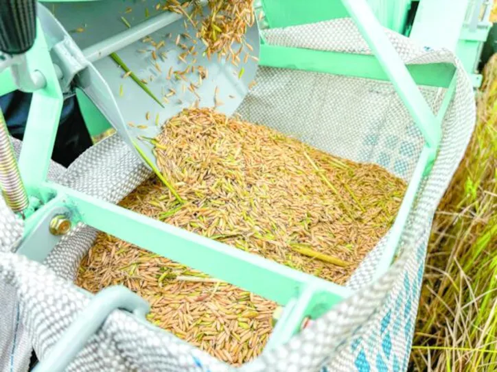 Imagem ilustrativa da imagem Produção de arroz no Baixo São Francisco alagoano cresce 41% em três anos