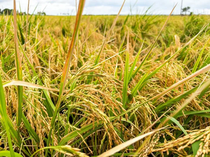 Área colhida no Baixo São Francisco chegou a 2.691 hectares