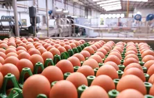 Produção de ovos em Alagoas tem 2º melhor trimestre da história