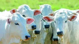 Valor Bruto da Produção atinge R$ 1,4 trilhão em maio