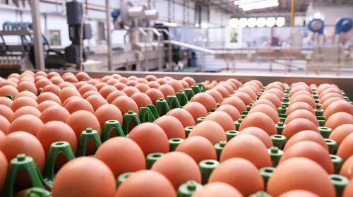 Produção de ovos em Alagoas tem 2º melhor trimestre da história - Imagem