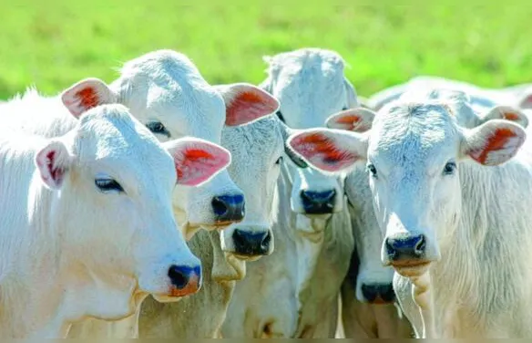 Valor Bruto da Produção atinge R$ 1,4 trilhão em maio