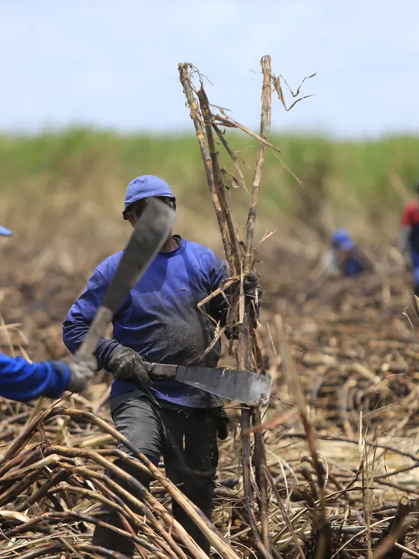 MP do governo federal beneficia produtores de cana de Alagoas