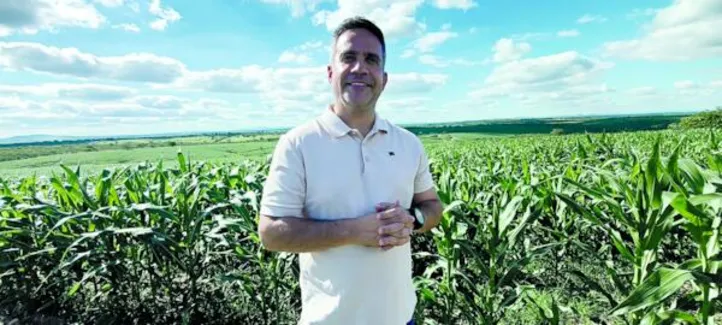 Imagem ilustrativa da imagem Cultivo de milho cresce no semiárido alagoano