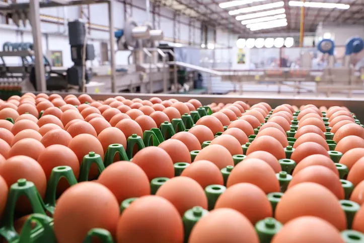 Produção de ovos teve segundo melhor trimestre da história