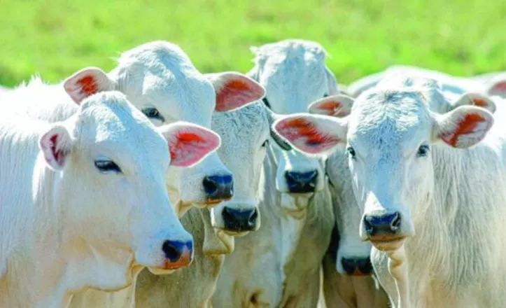 No segmento pecuário, a bovinocultura lidera o Valor Bruto da Produção, com faturamento estimado em R$ 248,7 bilhões