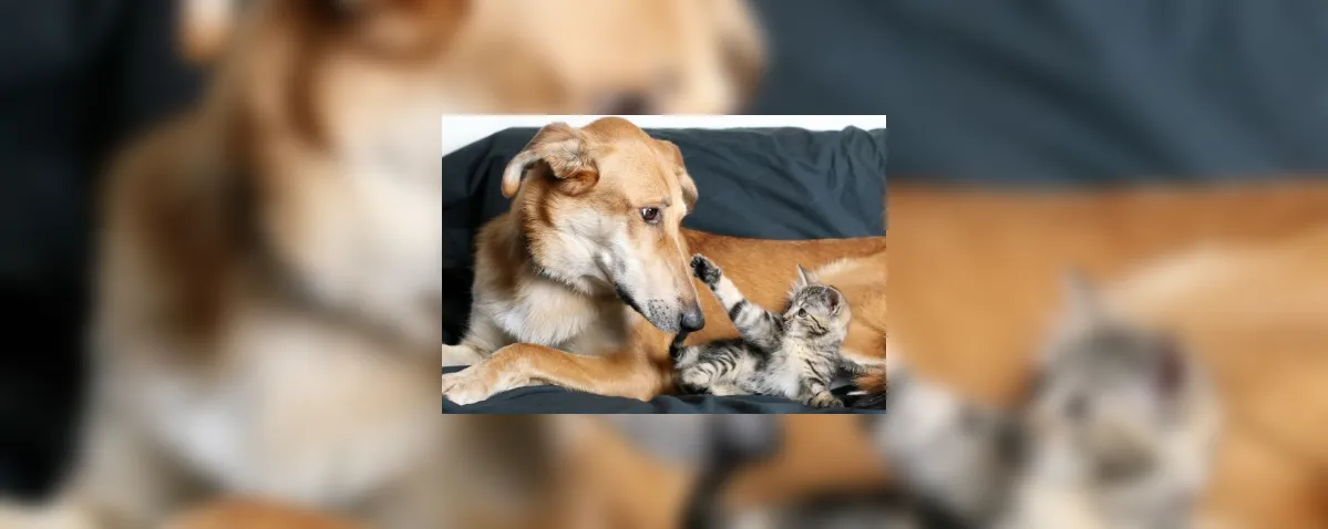 Proteger o intestino de cães e gatos no inverno fortalece a imunidade