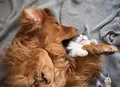 Bagunça excessiva e isolamento indicam estresse em cães e gatos