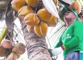 Coopaiba integra modelo de economia circular na cadeia do coco no Nordeste