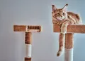 Gatos amam brincar com caixas e até barbante, mas veterinária faz alerta