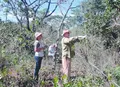 Novo sistema regulamenta a recuperação da vegetação nativa brasileira
