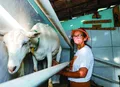 PAA Leite garante renda aos agricultores familiares no Semiárido