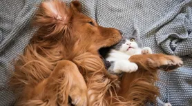 Bagunça excessiva e isolamento indicam estresse em cães e gatos