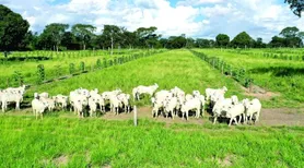 BoiTeca amplia oportunidades de renda no campo