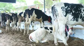 Expo Bacia Leiteira 2026 define nova data e prepara maior encontro da pecuária leiteira do Nordeste