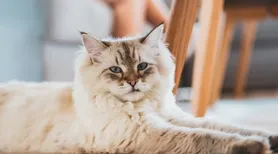 Gato "gigante": aposte em prateleiras e nichos para o bem-estar do pet