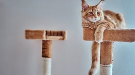 Gatos amam brincar com caixas e até barbante, mas veterinária faz alerta