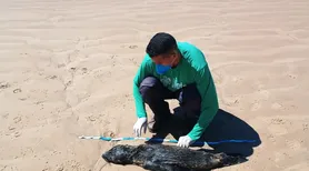 Lobo-marinho avistado no último fim de semana é encontrado morto em praia do Litoral Sul de Alagoas