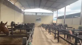 MP denuncia empresa e sócios por morte de 80 cavalos em haras de Atalaia