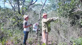 Novo sistema regulamenta a recuperação da vegetação nativa brasileira