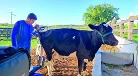 Sucesso da fertilização in vitro eleva em 63% a adesão de produtores familiares em Porto Real do Colégio
