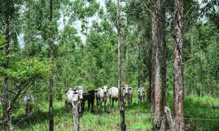 A nova fronteira econômica de Alagoas
