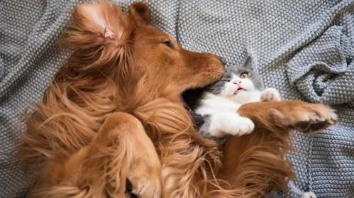 Bagunça excessiva e isolamento indicam estresse em cães e gatos - Imagem