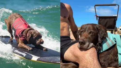 Conheça Bono, cão surfista de 16 anos que acumula 7 títulos mundiais - Imagem
