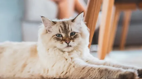 Gato "gigante": aposte em prateleiras e nichos para o bem-estar do pet - Imagem