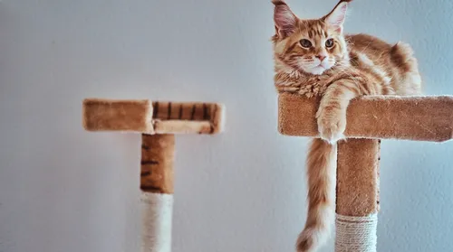 Gatos amam brincar com caixas e até barbante, mas veterinária faz alerta - Imagem