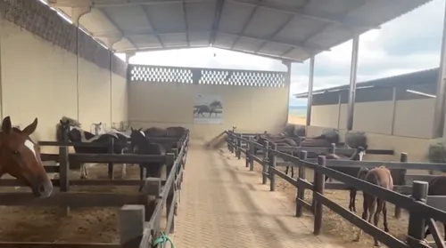 MP denuncia empresa e sócios por morte de 80 cavalos em haras de Atalaia - Imagem