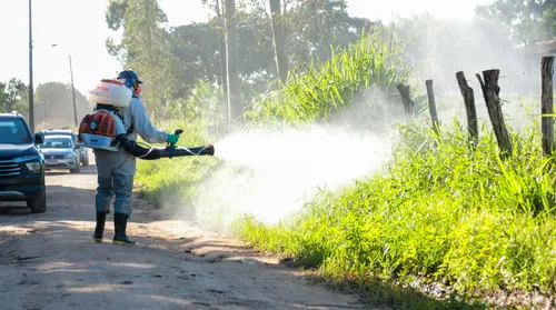 MP recomenda e União dos Palmares inicia ações para combater infestação de moscas - Imagem
