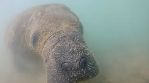 MPF amplia investigação sobre morte de peixes-bois em AL após laudos apontarem contaminação química - Imagem