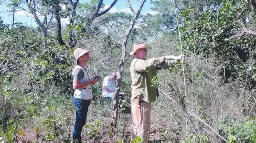Novo sistema regulamenta a recuperação da vegetação nativa brasileira - Imagem