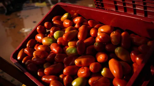 Preços de alimentos têm maior queda para julho desde 2010 - Imagem