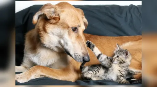 Proteger o intestino de cães e gatos no inverno fortalece a imunidade - Imagem