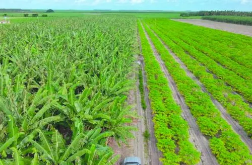 Agricultura regenerativa recupera o solo desgastado pelo uso contínuo de lavouras