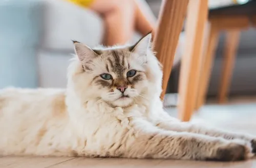 Gato "gigante": aposte em prateleiras e nichos para o bem-estar do pet