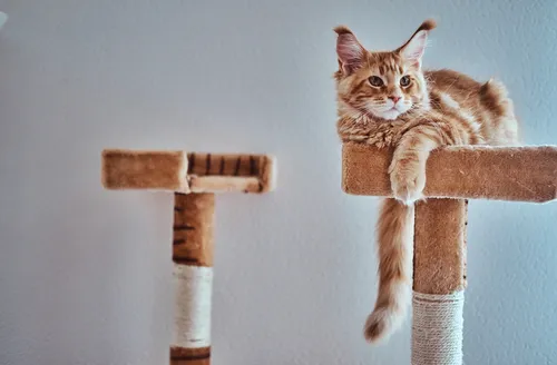 Gatos amam brincar com caixas e até barbante, mas veterinária faz alerta