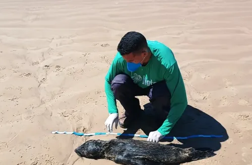 Lobo-marinho avistado no último fim de semana é encontrado morto em praia do Litoral Sul de Alagoas