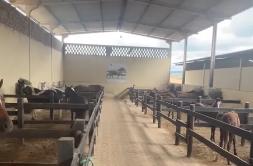 MP denuncia empresa e sócios por morte de 80 cavalos em haras de Atalaia