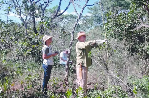 Novo sistema regulamenta a recuperação da vegetação nativa brasileira