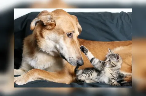 Proteger o intestino de cães e gatos no inverno fortalece a imunidade