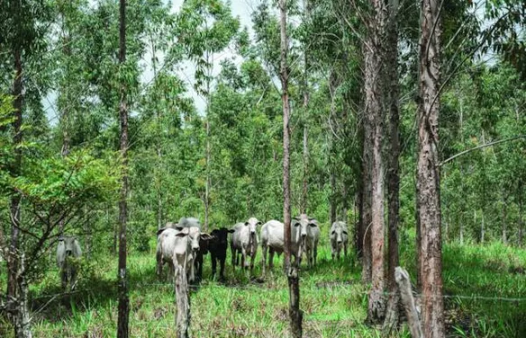 A nova fronteira econômica de Alagoas
