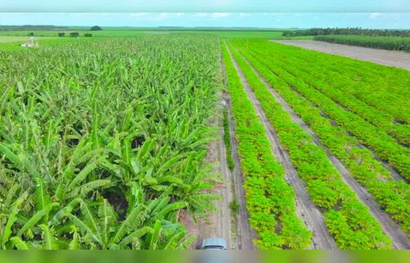 Agricultura regenerativa recupera o solo desgastado pelo uso contínuo de lavouras